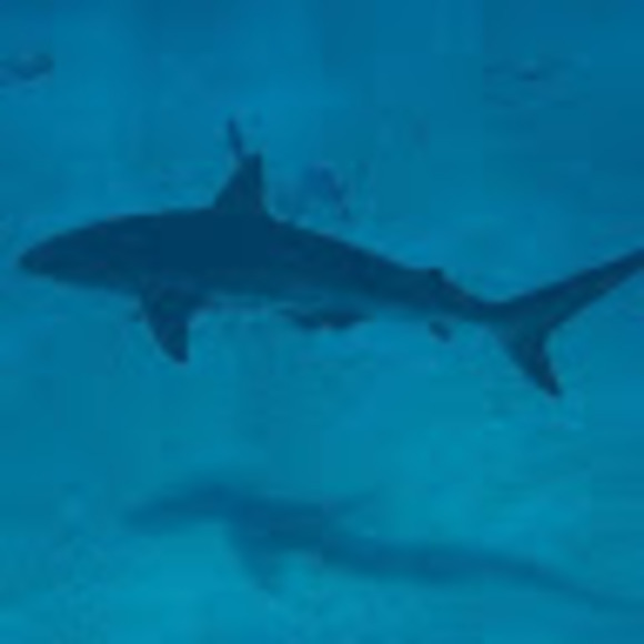 Meet your Posher, Sean - Picture 1 of 1